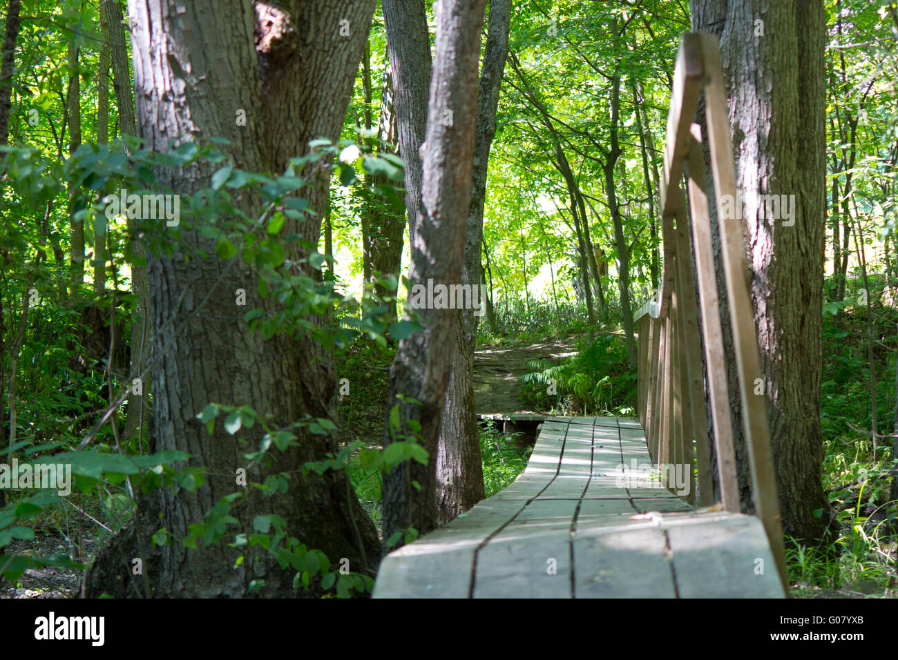 Wooden bridge on a hiking trail in the forest Stock Photo - Alamy