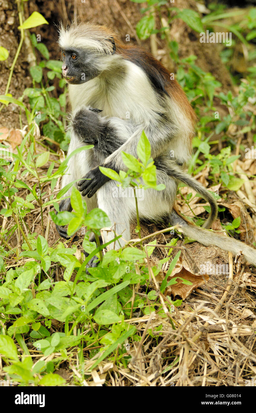 Zanzibar red colobus monkey, Jozani Forest Stock Photo
