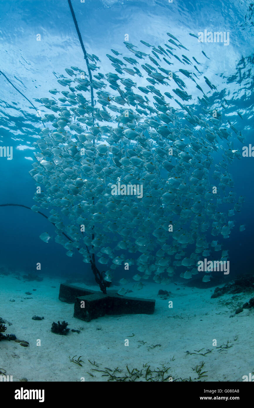 Philippines underwater hi-res stock photography and images - Alamy