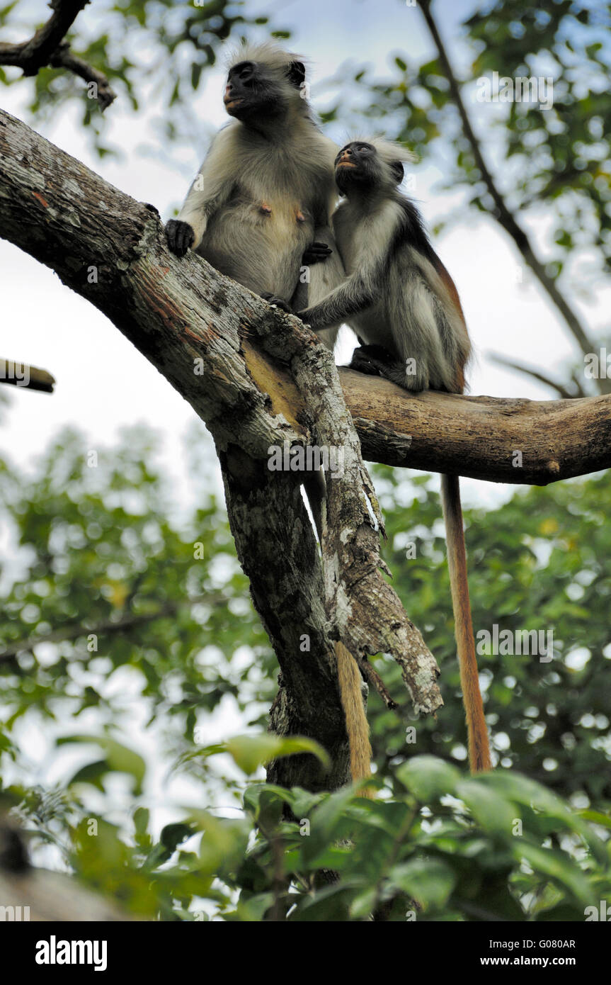 Zanzibar red colobus monkey, Jozani Forest Stock Photo