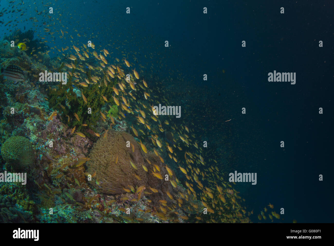 Retraining Fish schooling fish on a healthy reef Stock Photo - Alamy