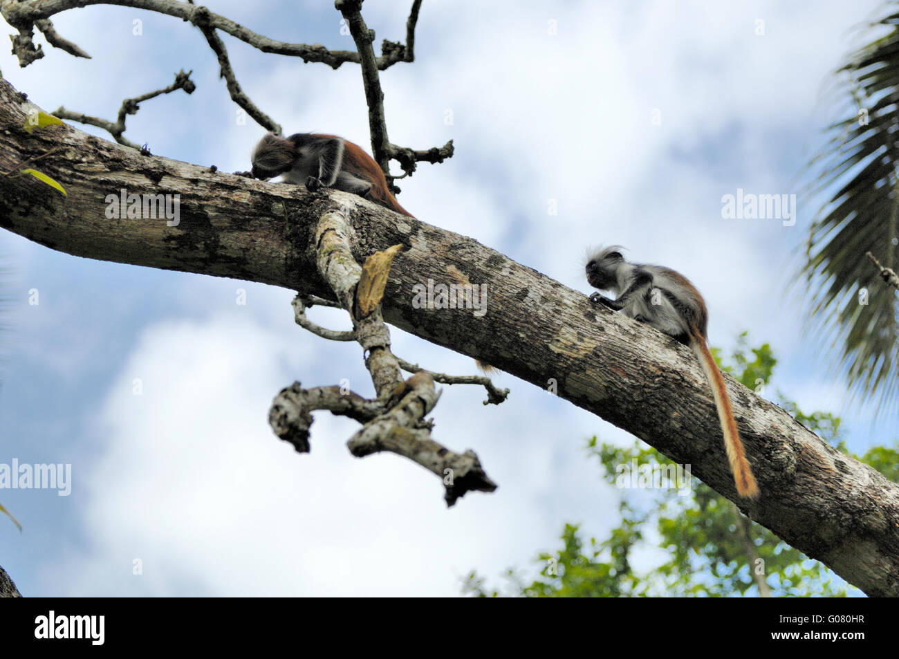 Zanzibar red colobus monkey, Jozani Forest Stock Photo