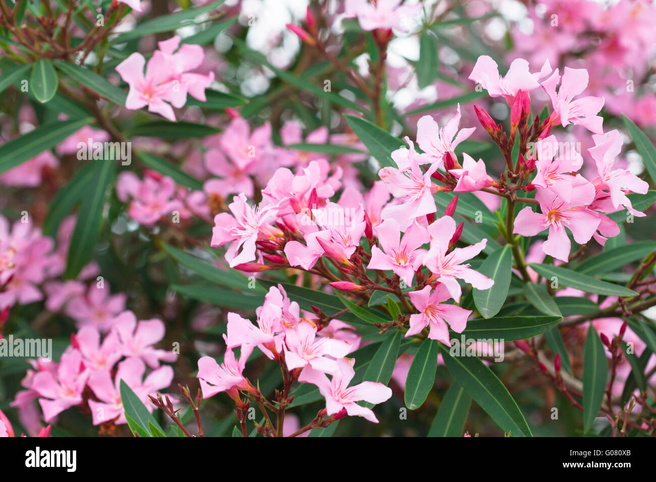 Nerium oleander bush with pink flowers Stock Photo