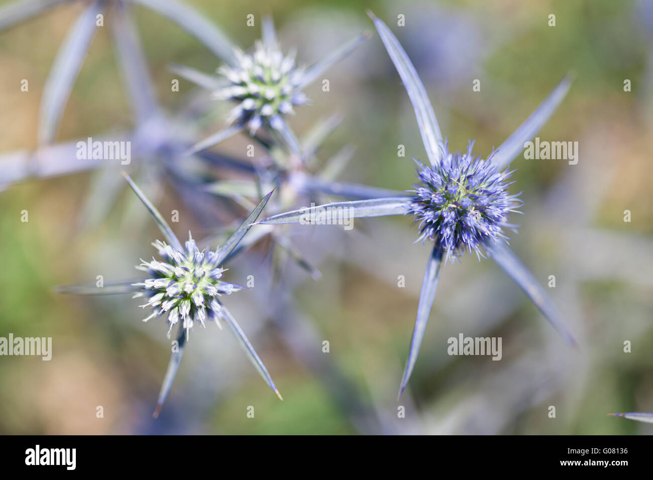 Eryngium campestre is a species of flowering plant in the family Apiaceae Stock Photo