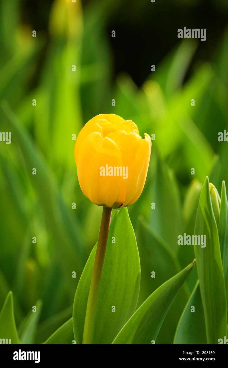 The close up view of a single yellow tulip over green background Stock ...