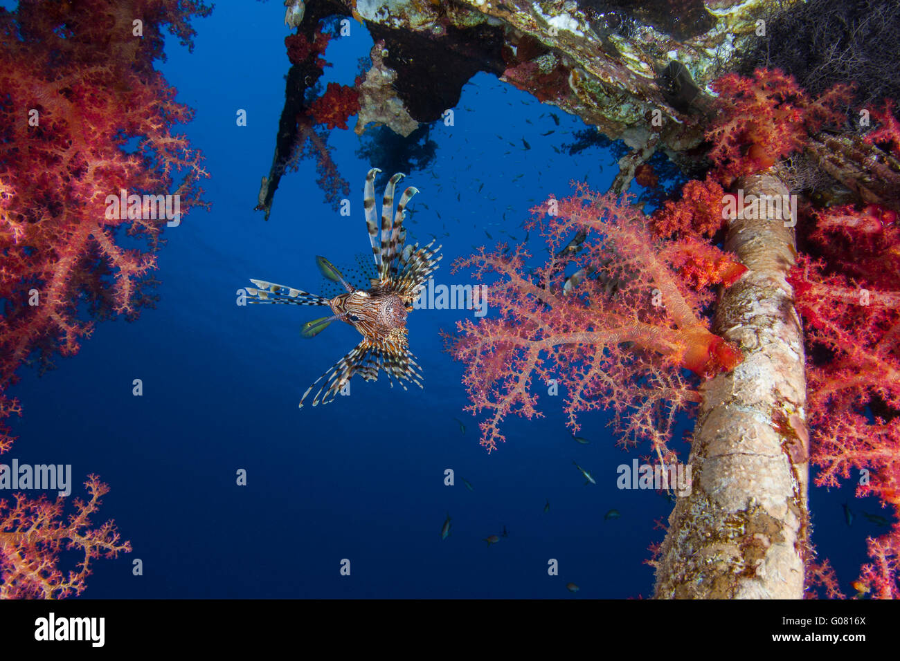 Common Lionfisn Pterois Volitans living on a shipwreck. Red soft corals Dendronephthya Stock Photo