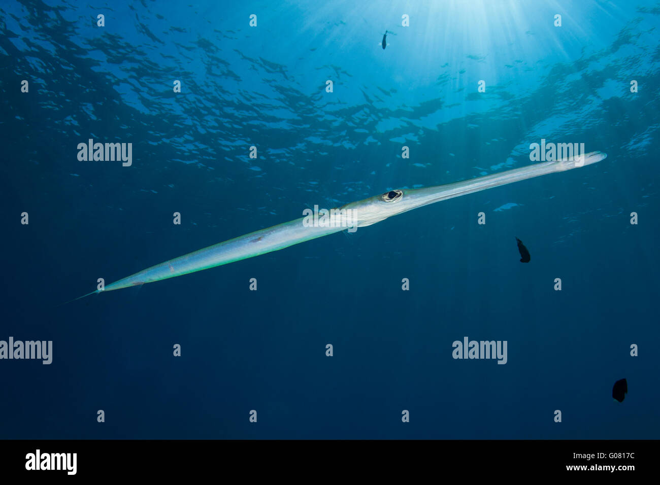 Fistularia Commersonii. Sun at the background Stock Photo