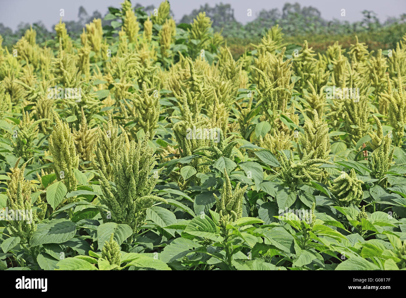 Indian Green Amaranth. Cultivated as leaf vegetables, cereals and ornamental plants. Genus is Amaranthus. Stock Photo