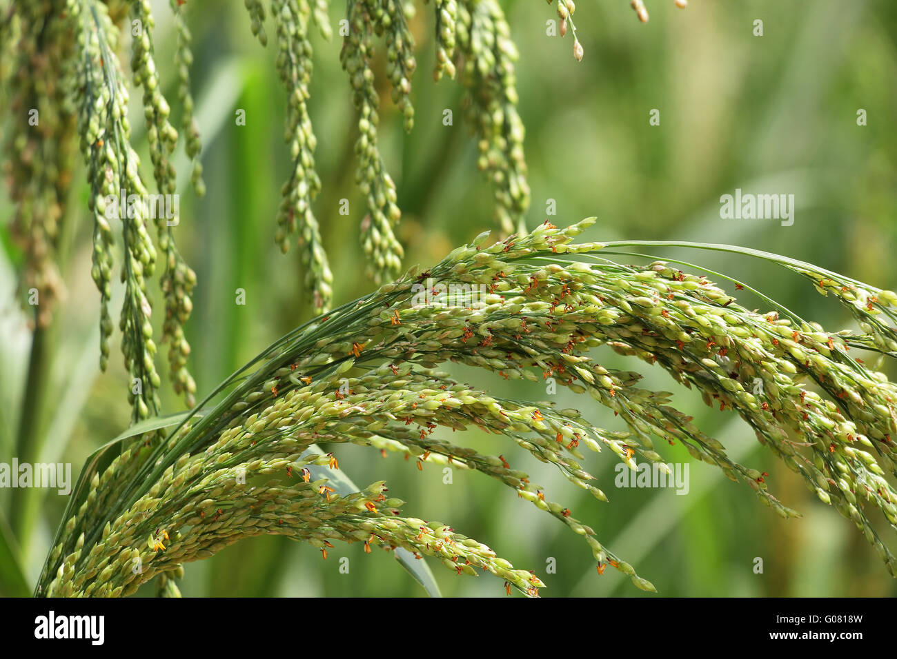 Little millet crop hires stock photography and images Alamy