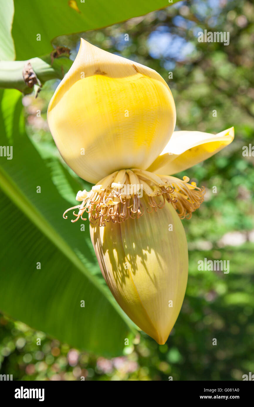 Musa basjoo, known variously as Japanese Banana or Hardy Banana Stock