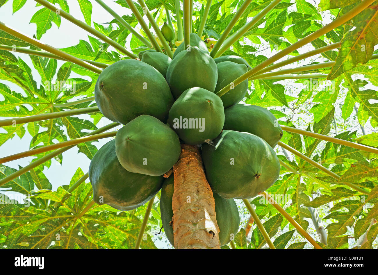 Bunch of unripe papaya fruits in tree in India Stock Photo Alamy