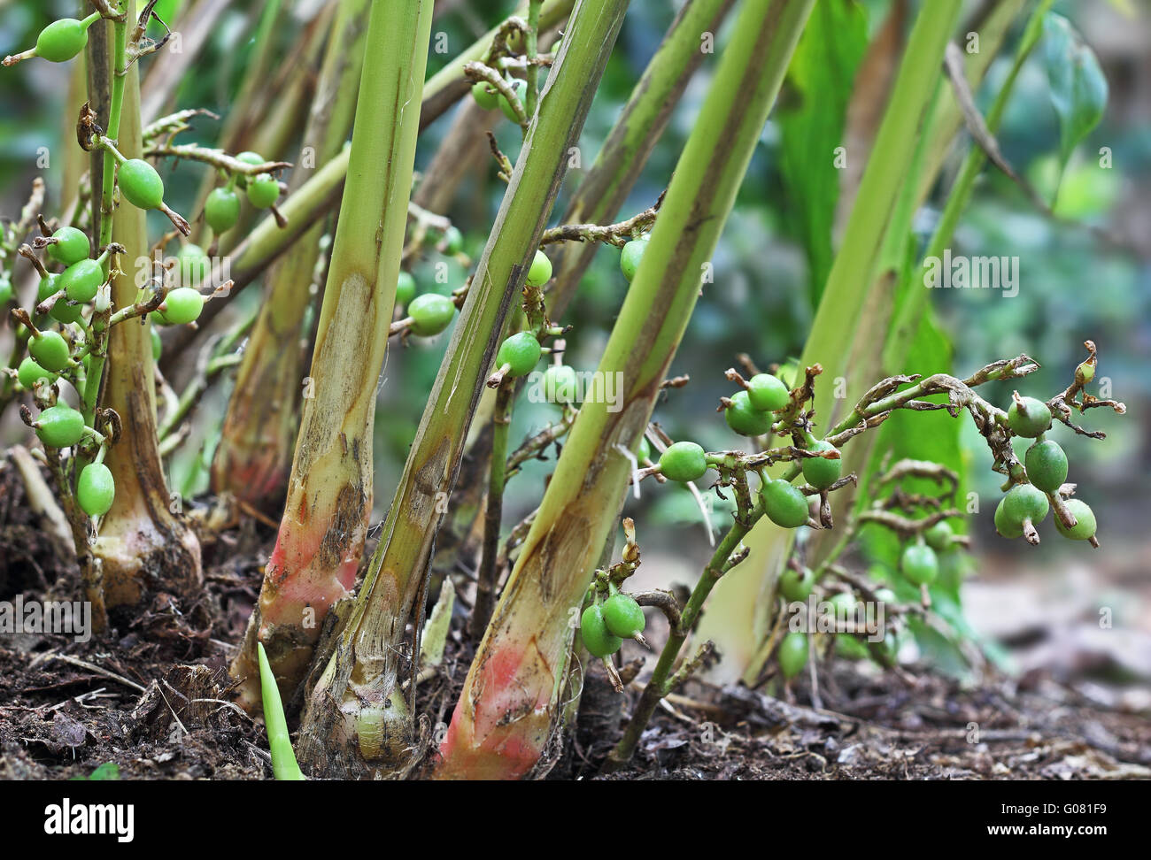 Green and unripe cardamom pods in plant in Kerala, India. Cardamom is