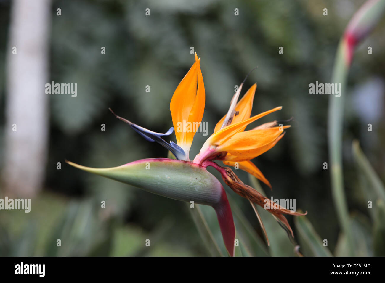 Blossoms of Costa Rica: Strelitzia reginae Stock Photo - Alamy