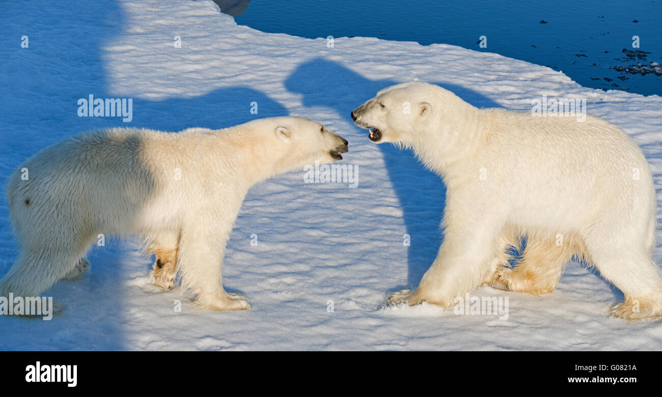 Two polar bears coming together close to our ship as we made our way through the pack ice off Spitsbergen, Svalbard Stock Photo