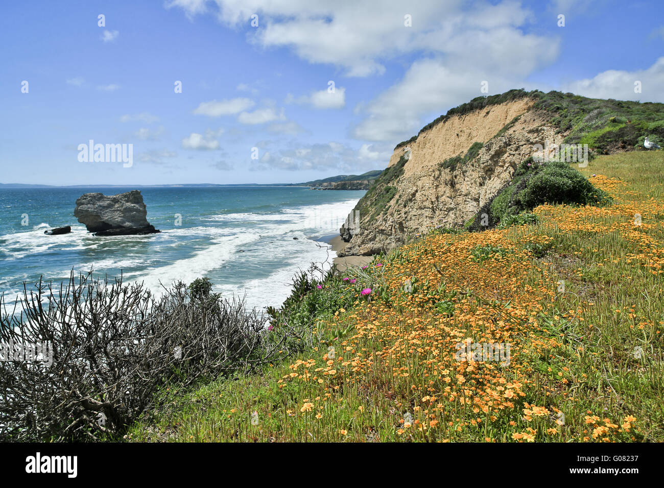 Point Reyes Spring Flowers Coastline views near Arch Rock in Point Reyes National Seashore with ...