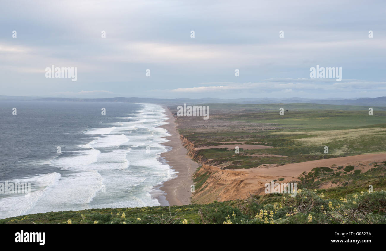 Point Reyes Poppy Flower Northern california wildflowers hi-res stock photography and images - Alamy