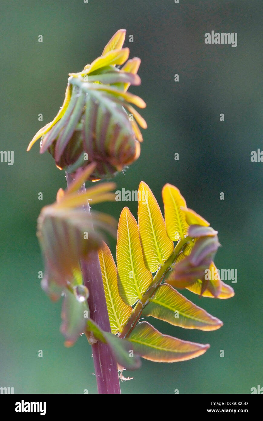 close up young leaf of fern Osmunda regalis Stock Photo