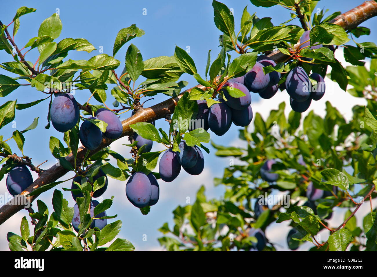 Plums on branch Stock Photo Alamy