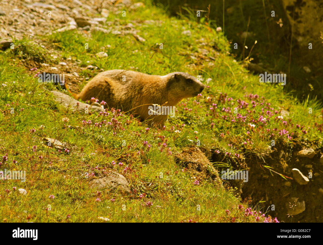 Marmot in the alps Stock Photo
