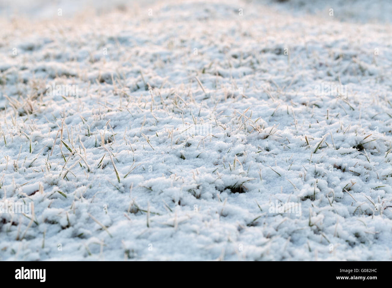 abstract natural background with dry grass in snow Stock Photo