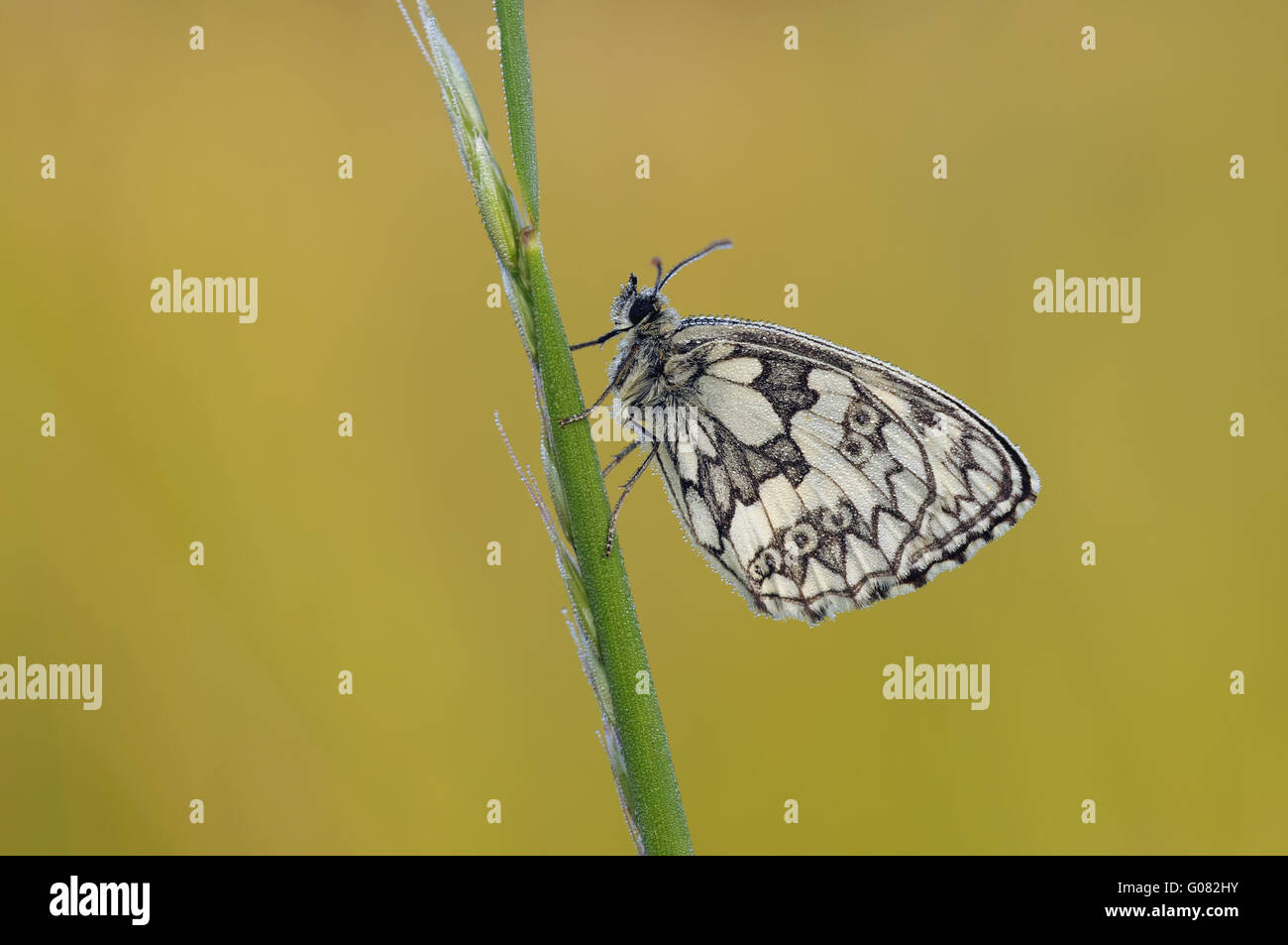 marbled white Stock Photo