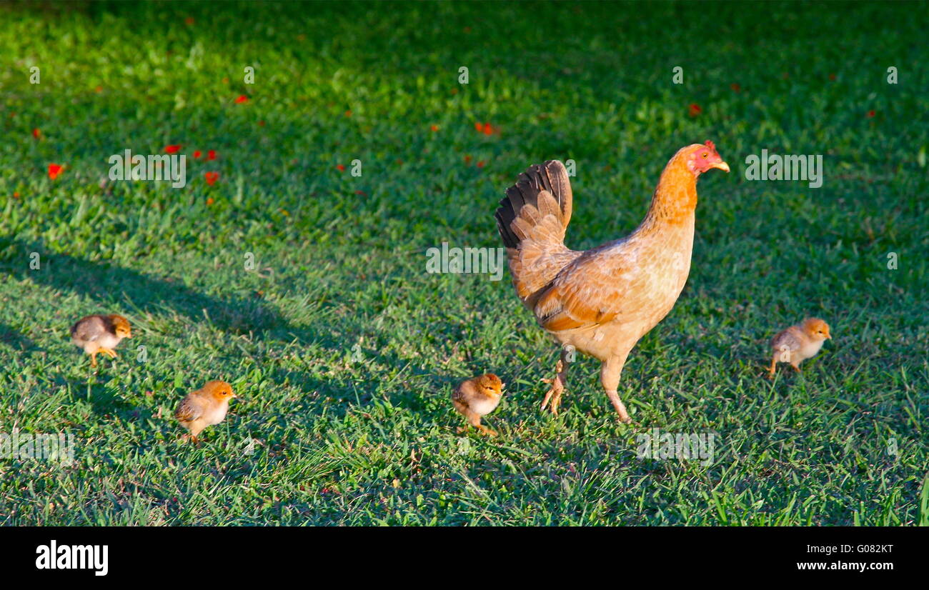 Free Running Chicken with chicks Stock Photo