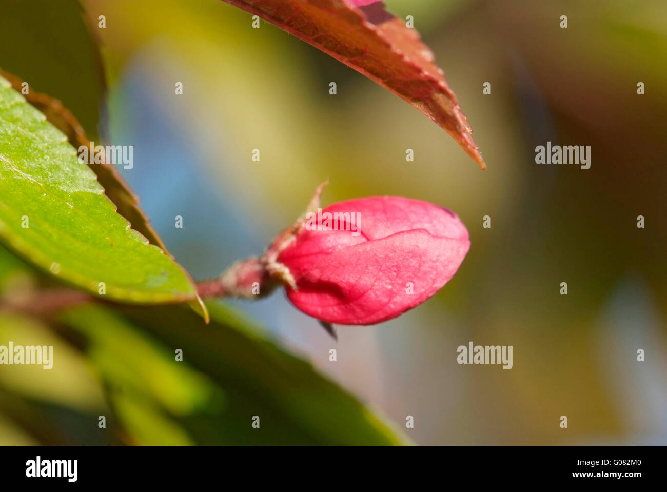 close up flower of apple-tree Stock Photo