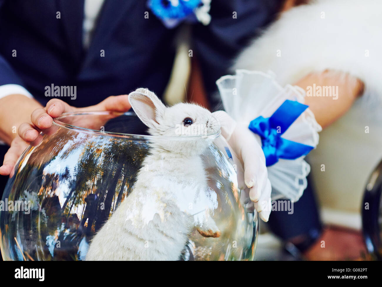 Rabbit in the aquarium Stock Photo Alamy
