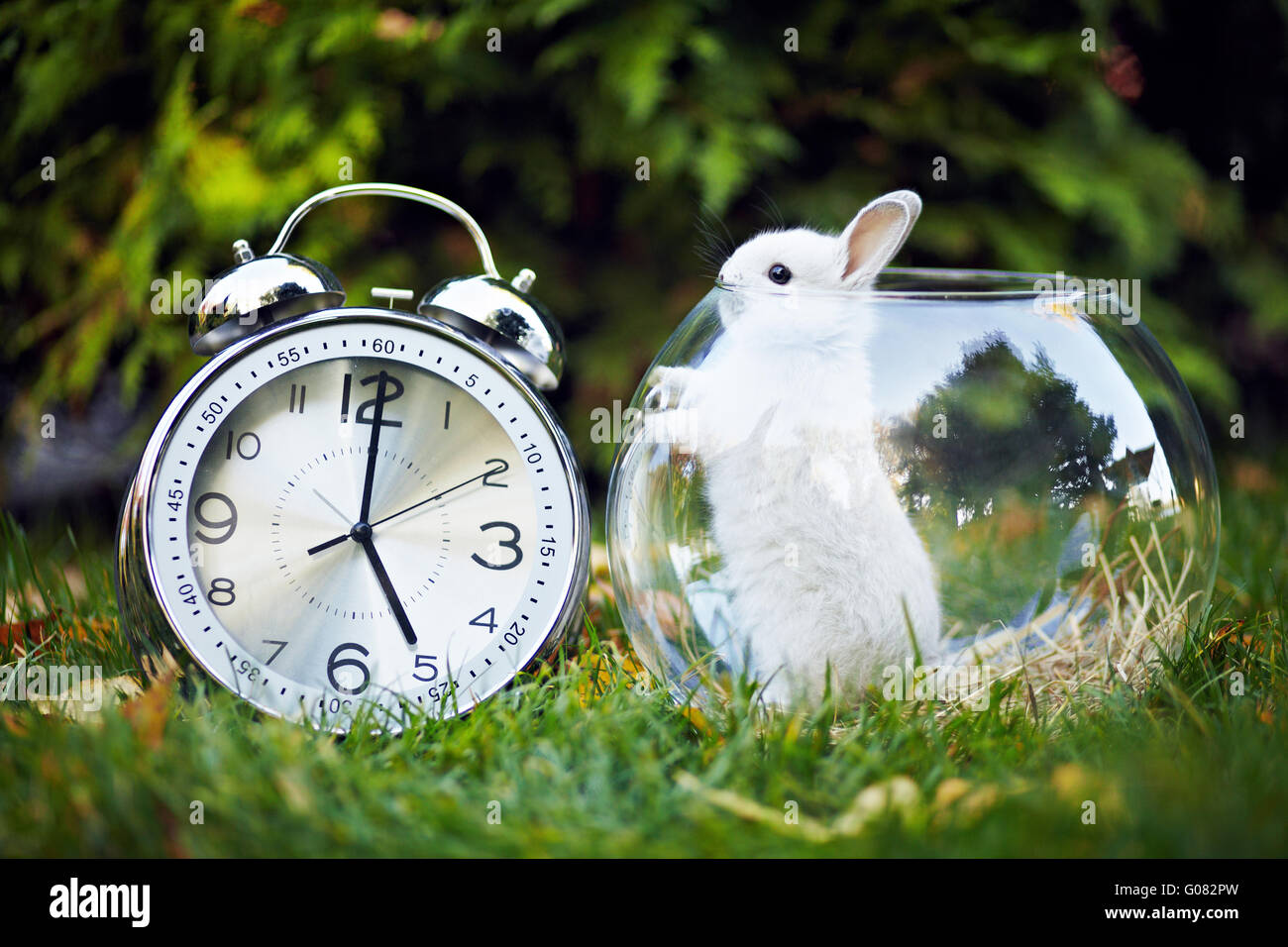 Rabbit in the aquarium Stock Photo Alamy