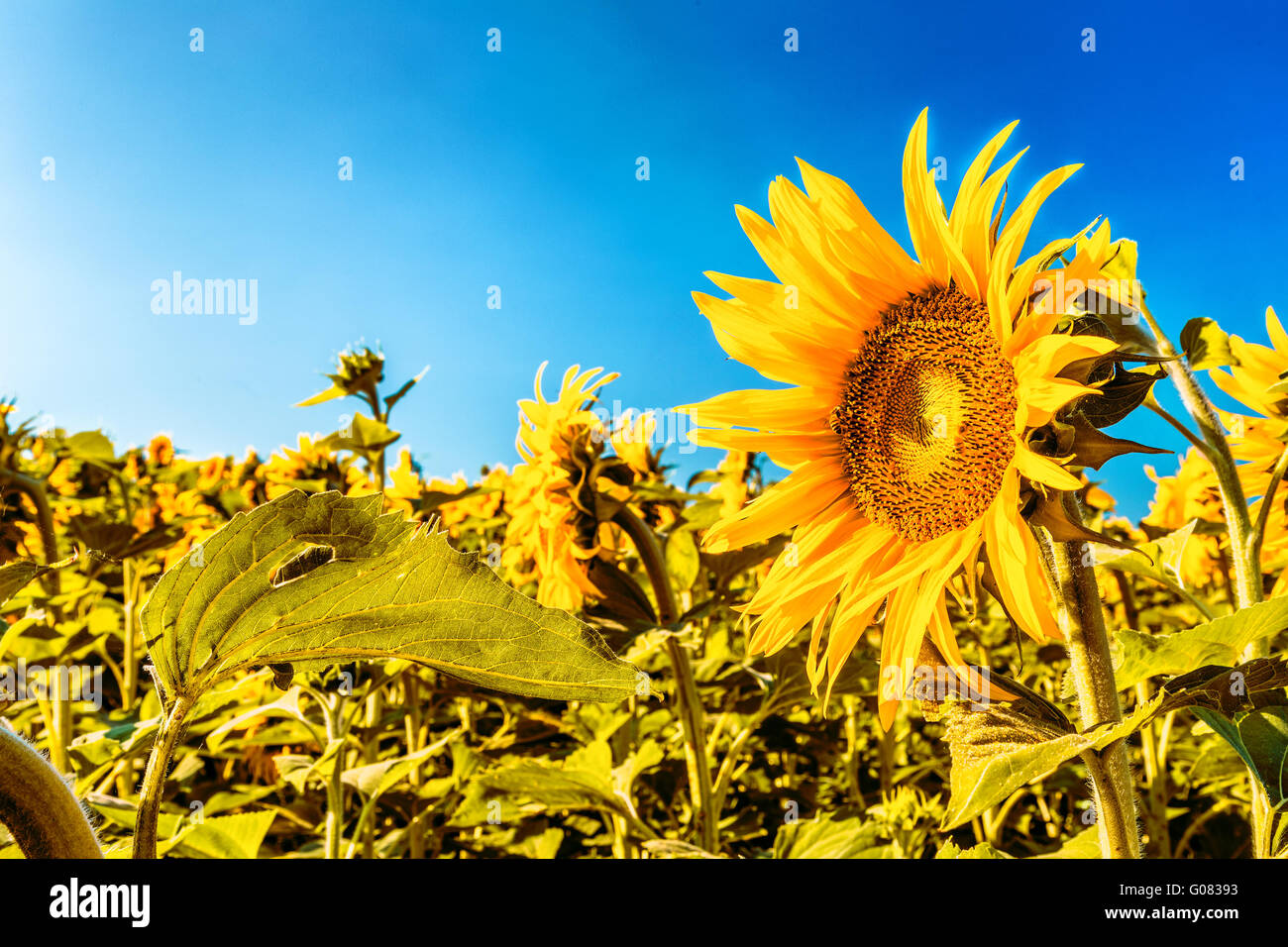 sunflower fields - the arrival of summer is announced by the bright yellow of Helianthus annuus,flower symbol of sun and heat Stock Photo
