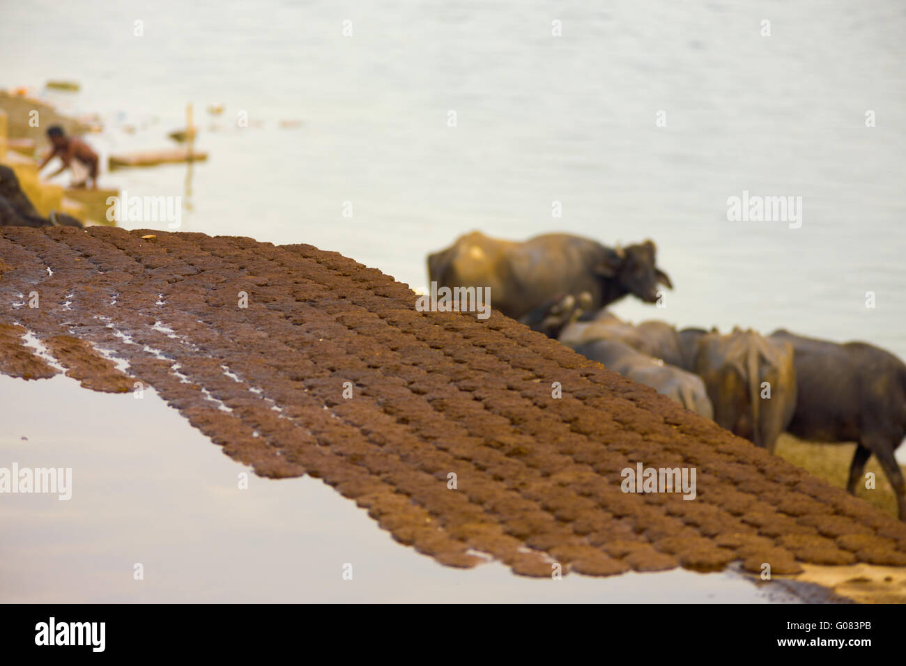 Dried Cow Dung Patties Drying Fuel Ganges India Stock Photo