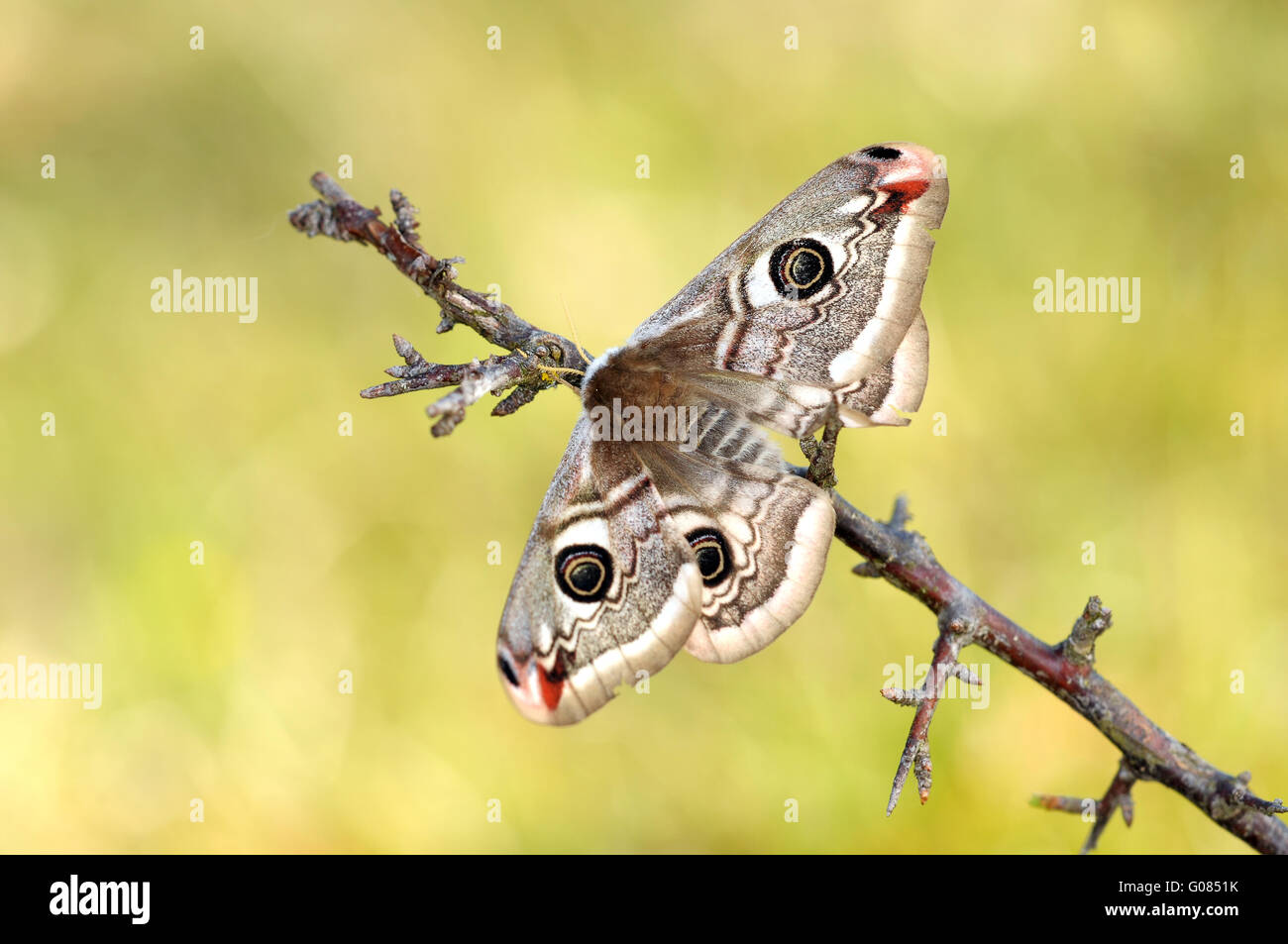 emperor moth Stock Photo