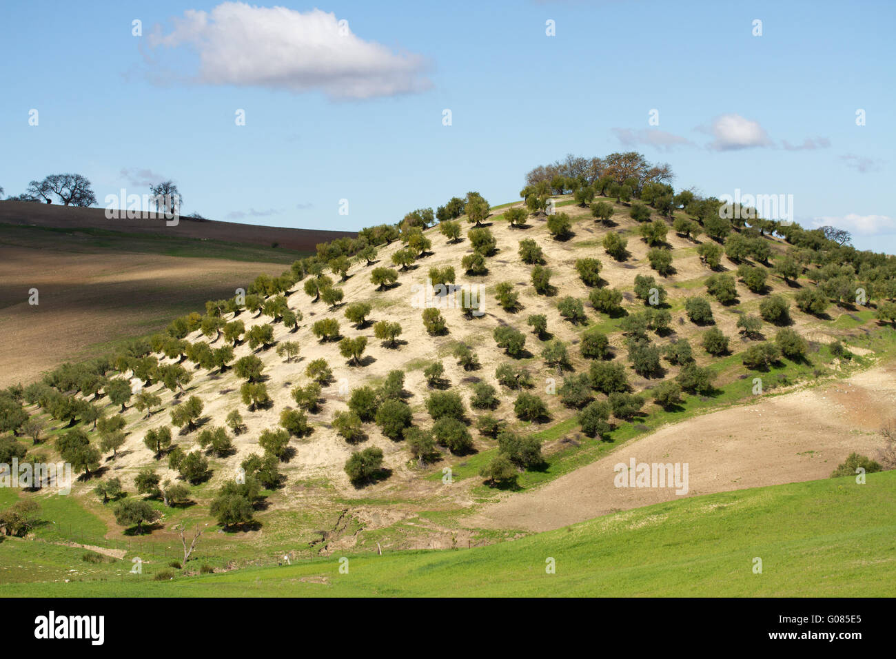 Olive Mountain. Andalusia Stock Photo Alamy