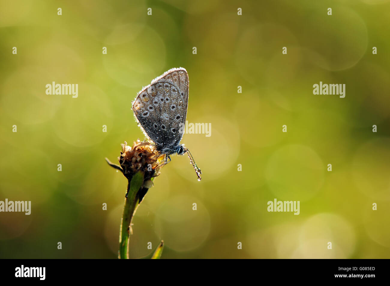gossamer-winged butterfly Stock Photo