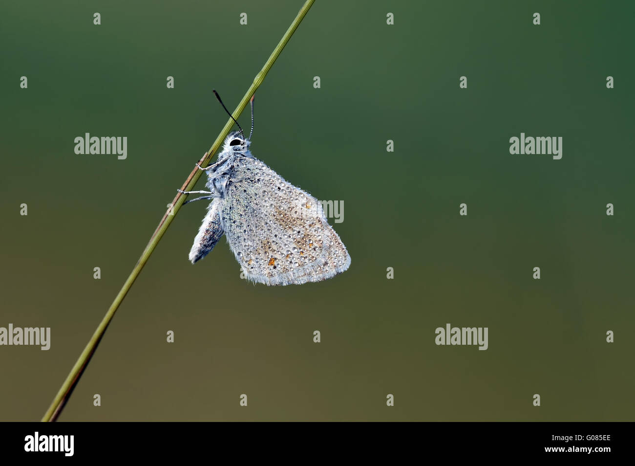 chalkhill blue with waterdrops Stock Photo