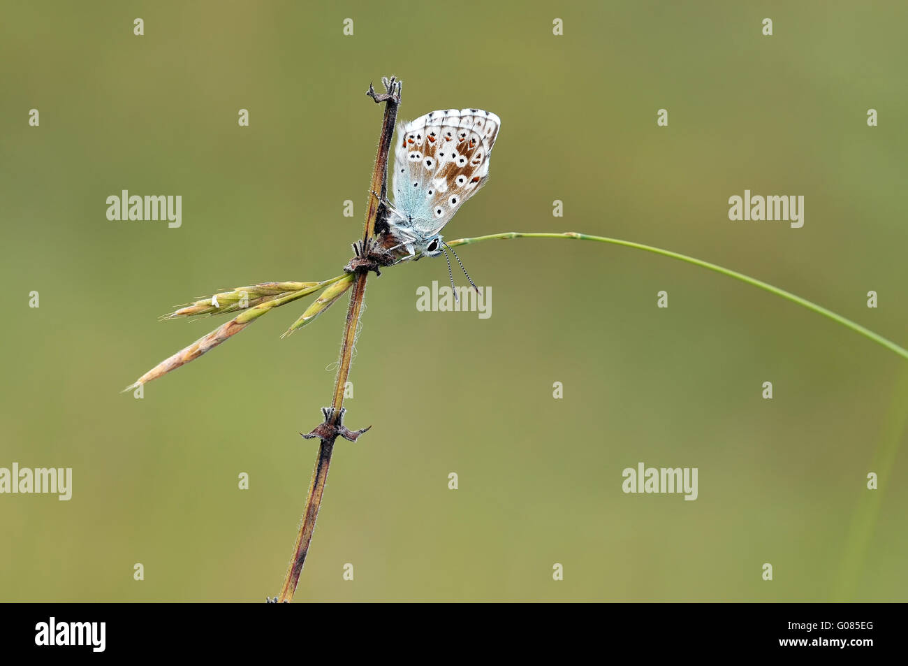 chalkhill blue in the morning Stock Photo