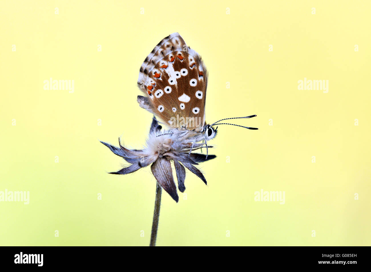 chalkhill blue female Stock Photo