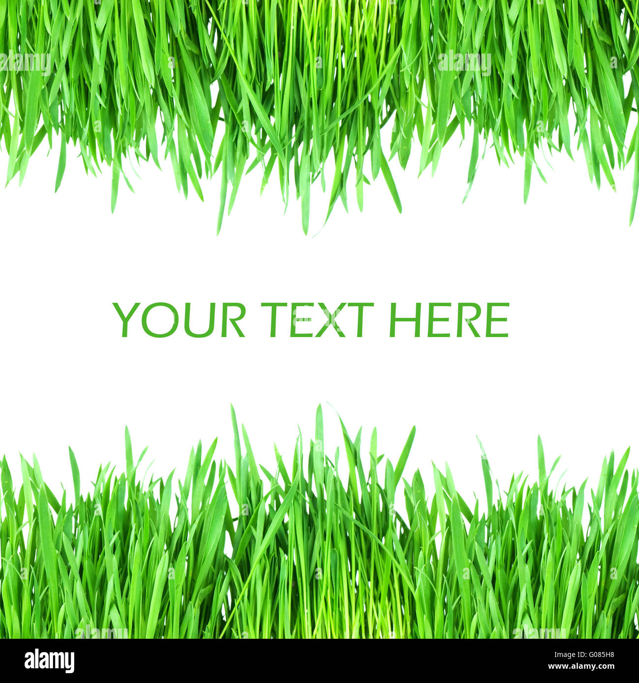 Fresh green grass isolated on white background Stock Photo - Alamy