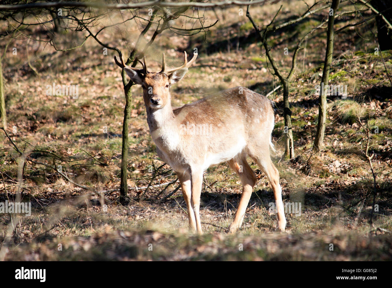 young deer in Döberitzer heath Stock Photo