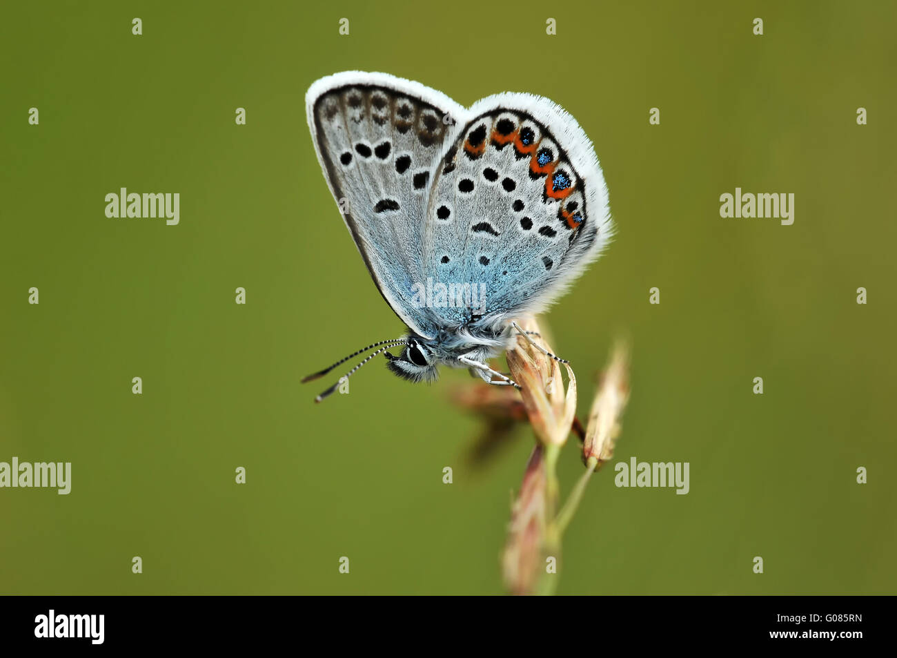 silver-studded blue sitting Stock Photo
