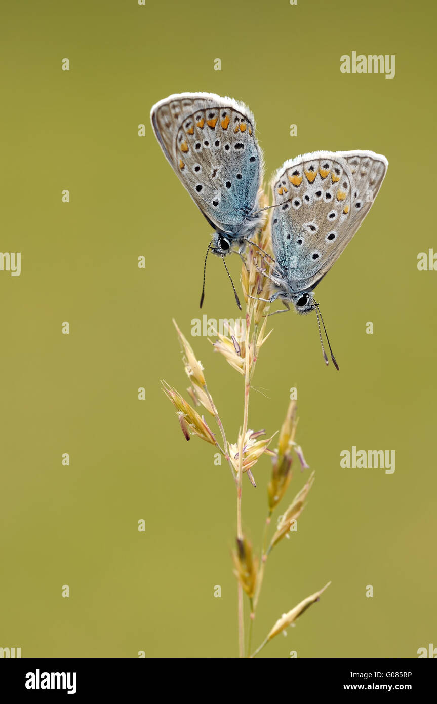 common blue Stock Photo