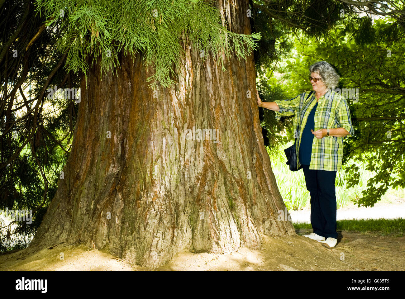 Awesome trees hi-res stock photography and images - Alamy