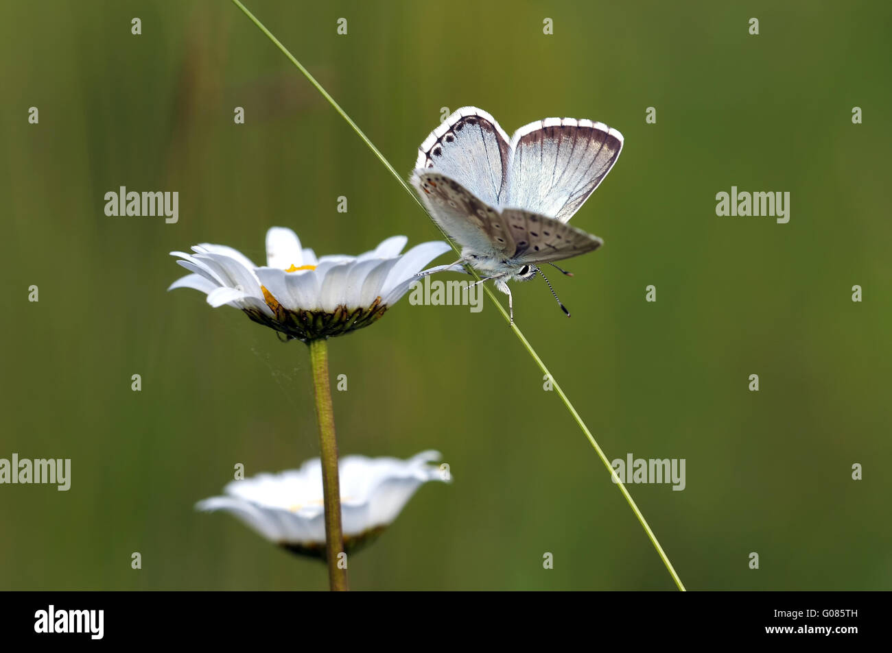 chalkhill blue open Stock Photo