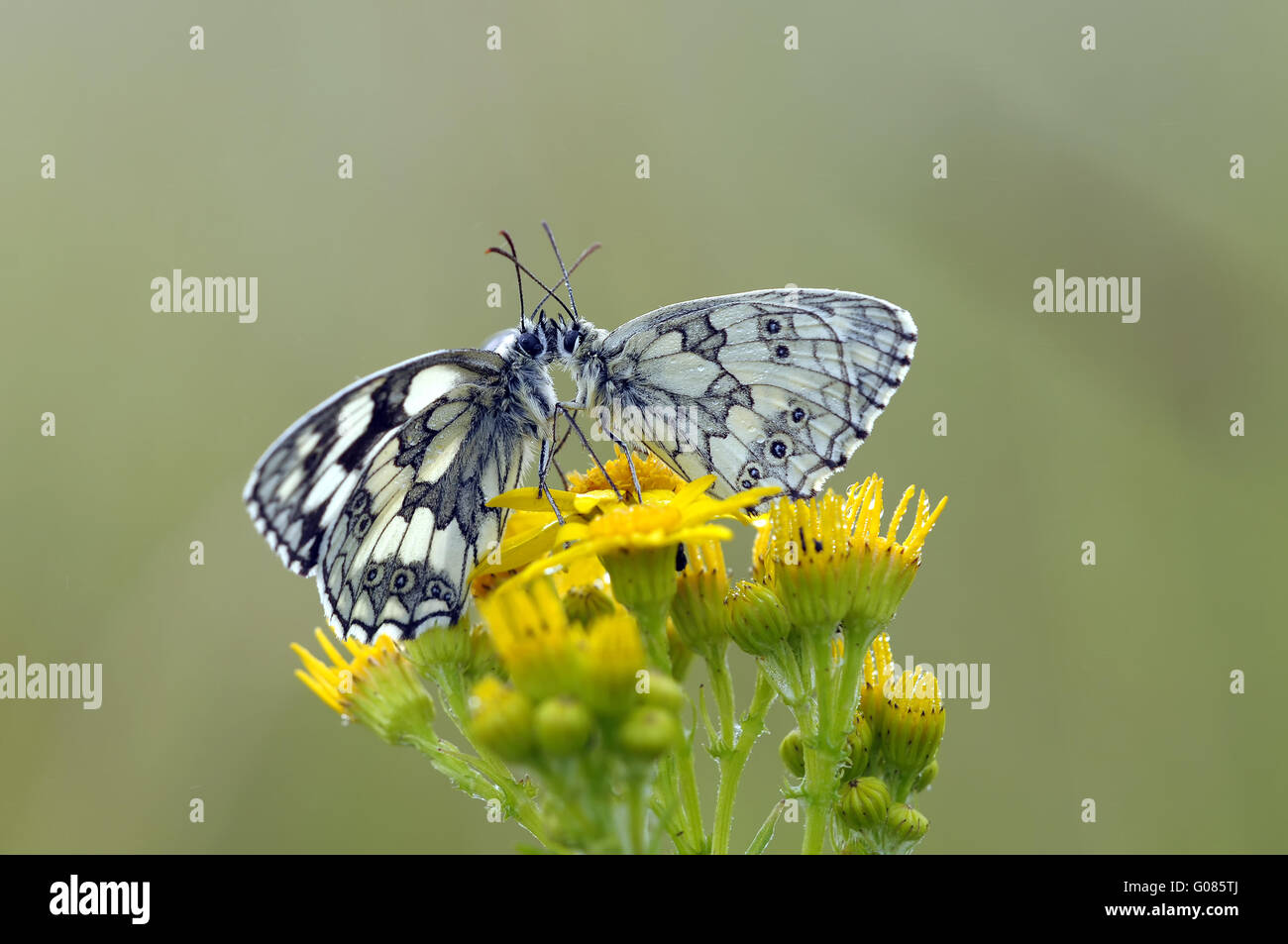 marbled whitemore direct  eye contact Stock Photo