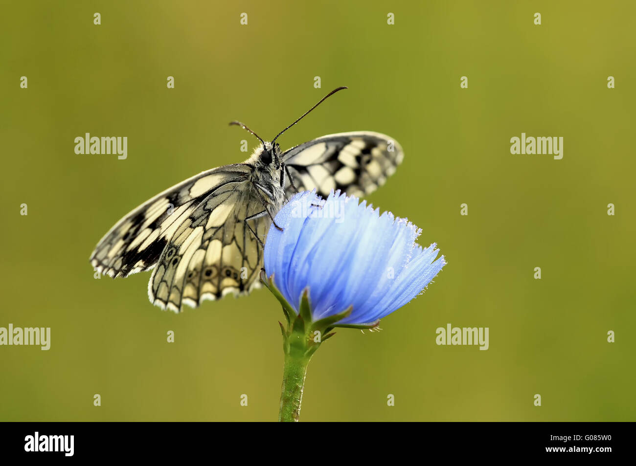 marbled white on blue flower Stock Photo