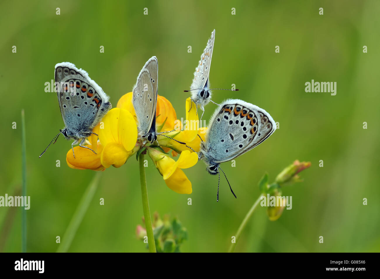 many gossamer-winged butterflies Stock Photo