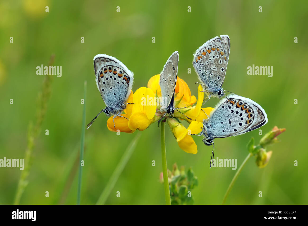 four gossamer-winged butterflies Stock Photo