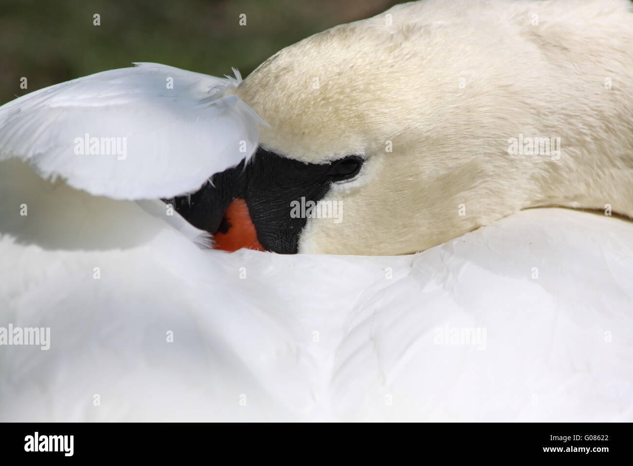 The sleeping Swan Stock Photo