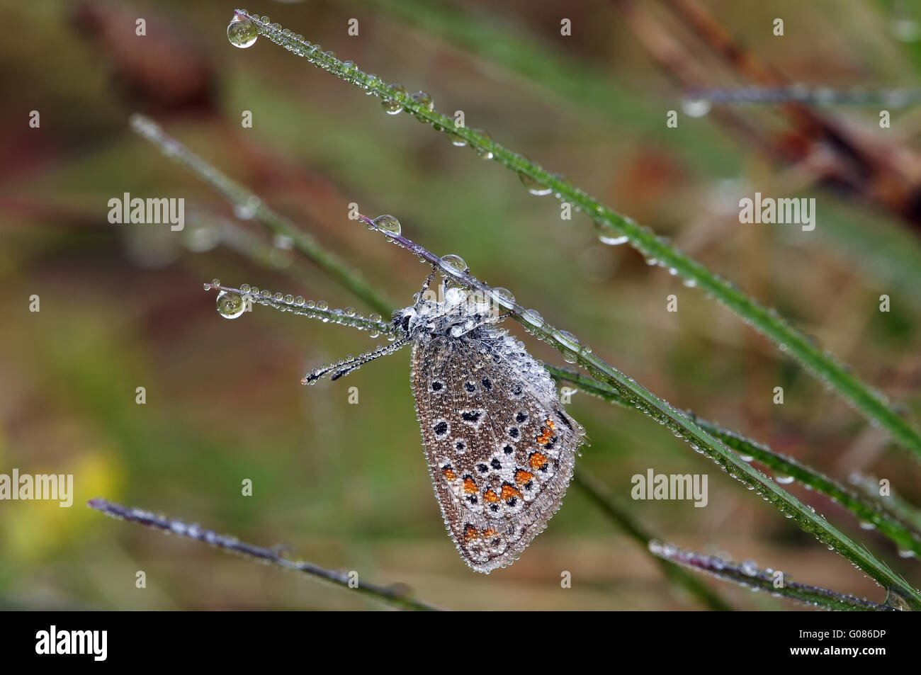 common blue with waterdrops Stock Photo