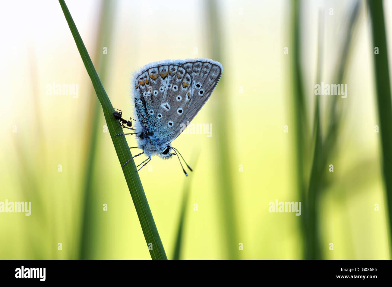 adonis blue with ant Stock Photo